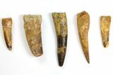 Lot: to Bargain Spinosaurus Teeth - Pieces #141560-1